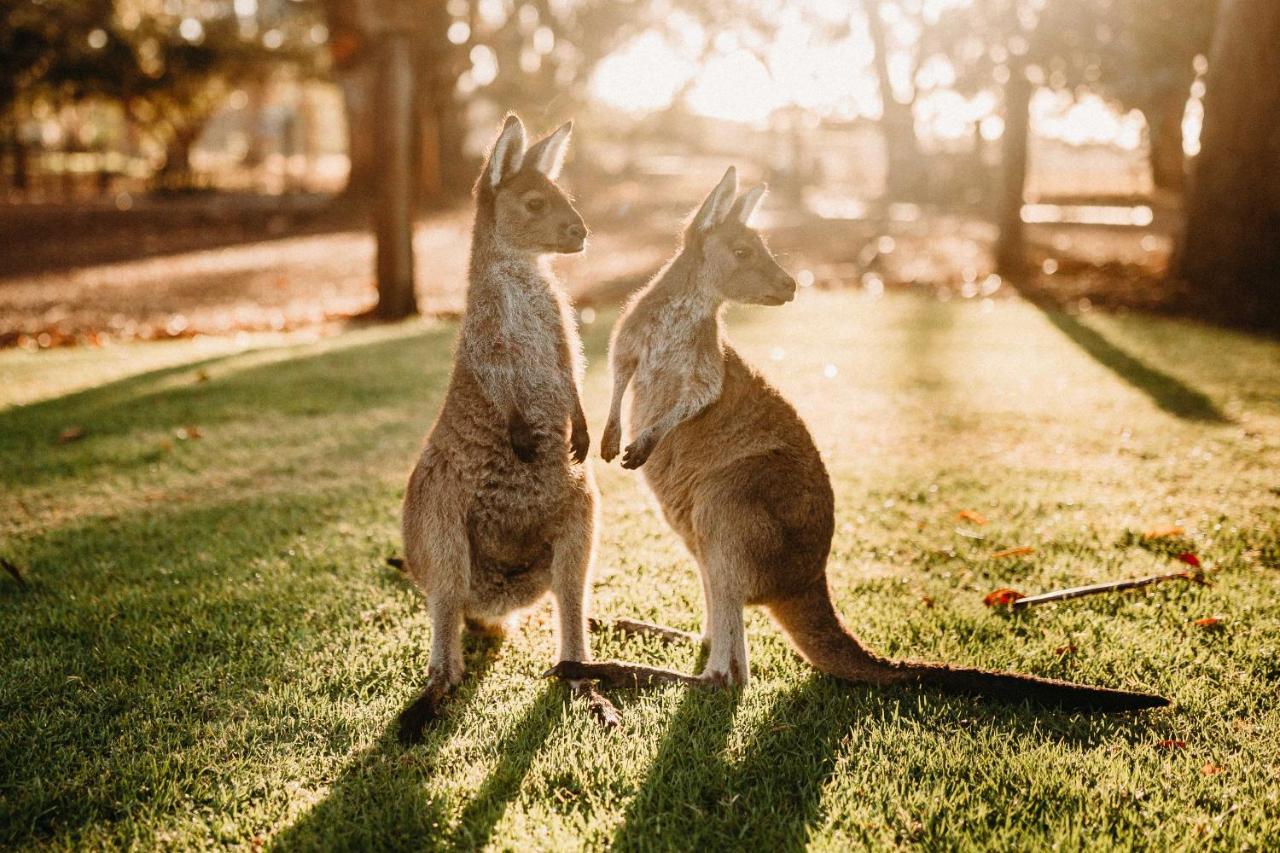 Margaret River Holiday Cottages Εξωτερικό φωτογραφία