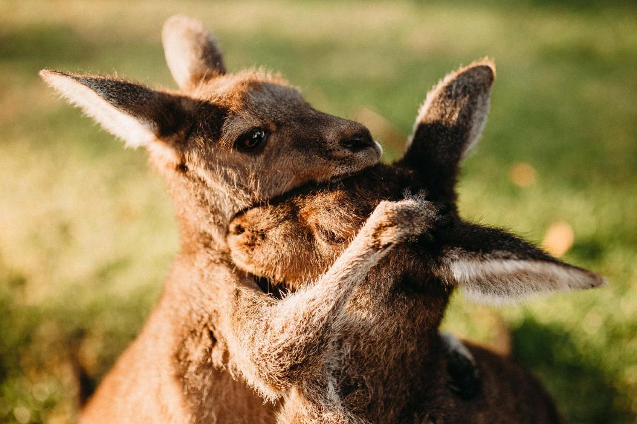 Margaret River Holiday Cottages Εξωτερικό φωτογραφία
